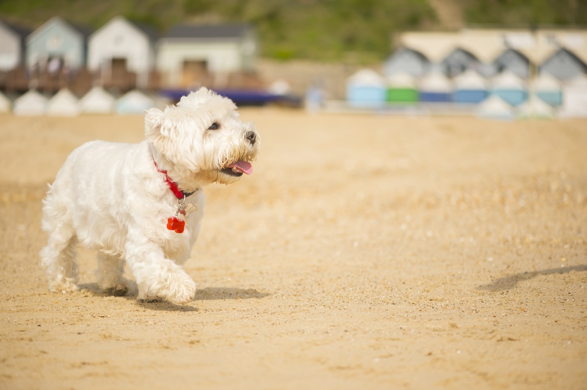 Bournemouth-Beach-Lodges-dogs-allowed.jpg