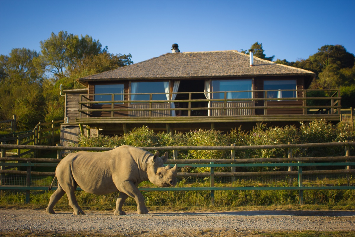 Livingstone-Lodge-rhino.jpg