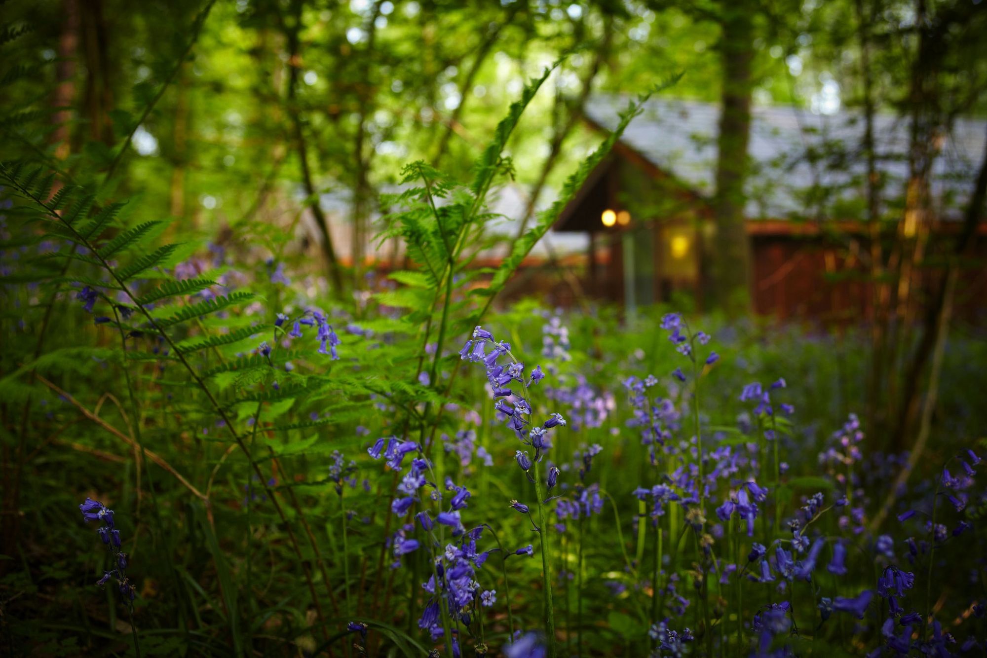 Blog-Forest-bluebells.jpg
