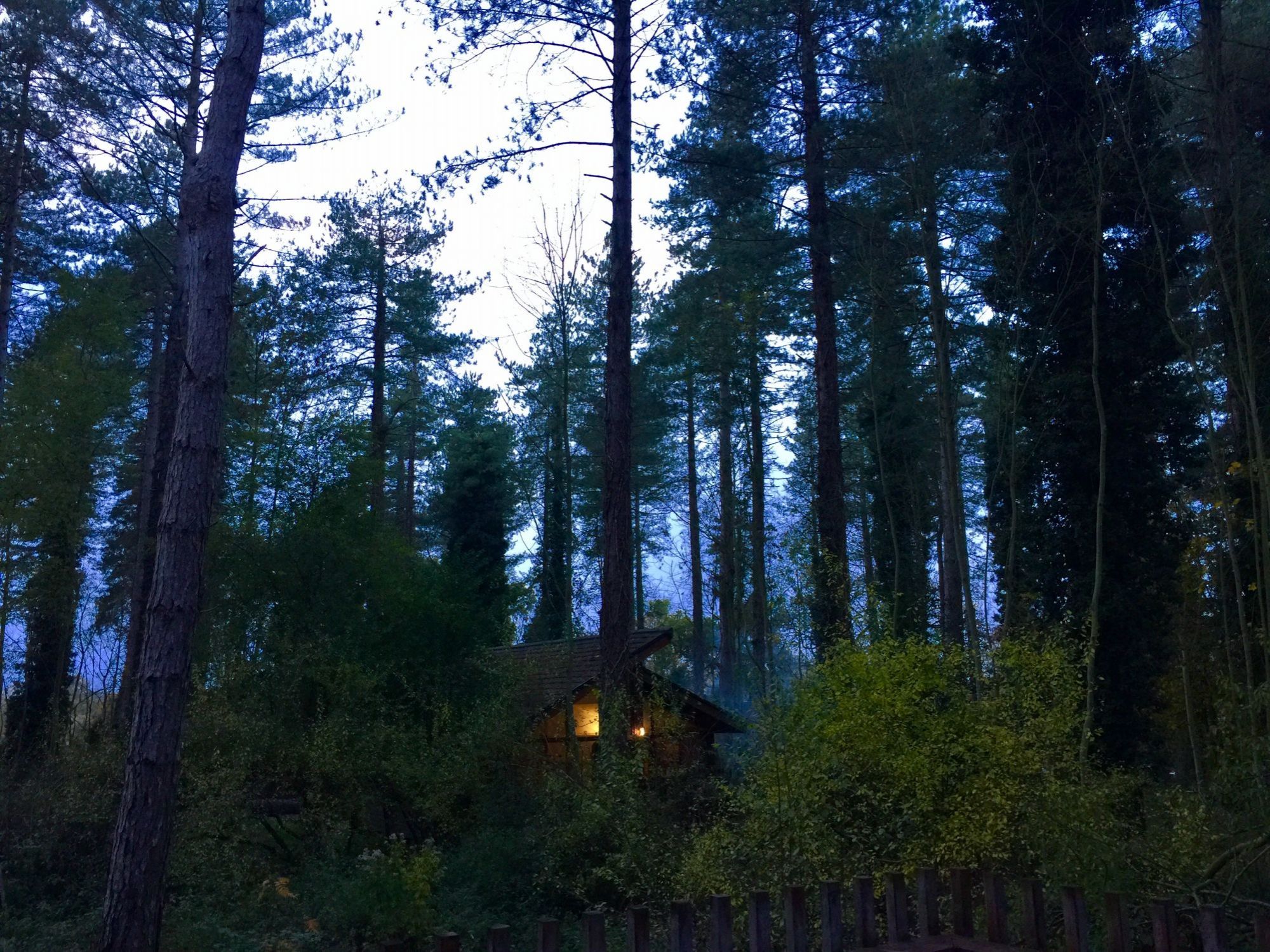 Blog-Forest-dusk.jpg