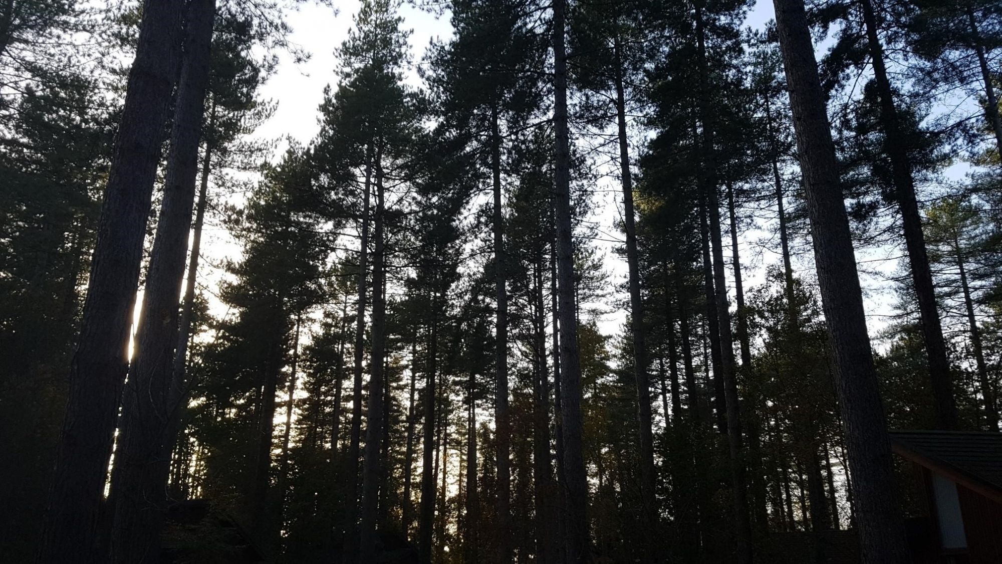 Blog-Forest-tall-trees.jpg