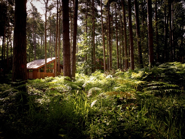 forest-holidays-sherwood-cabin-forest.jpg