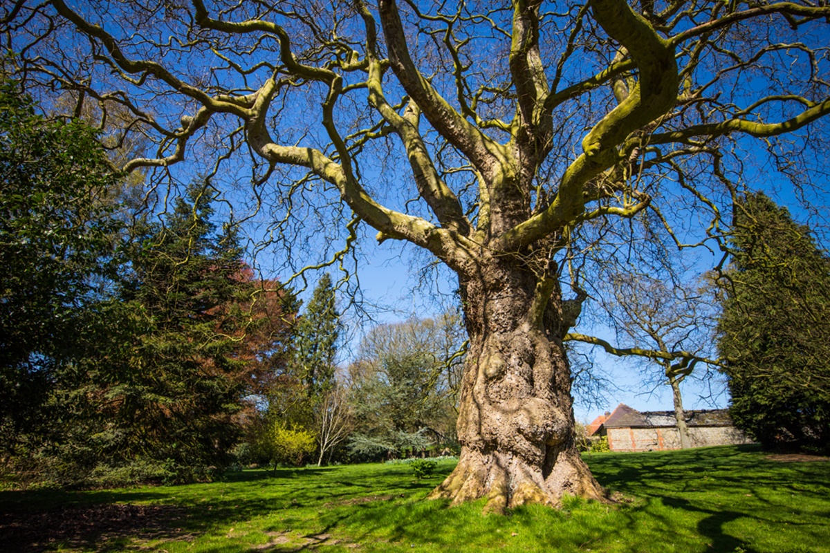 grounds-west-lexham-tree.jpg